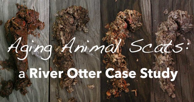 Aging Animal Scats – A Study with River Otter Scats