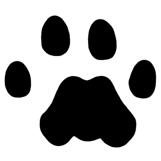 Mountain Lion Track (Right Front)