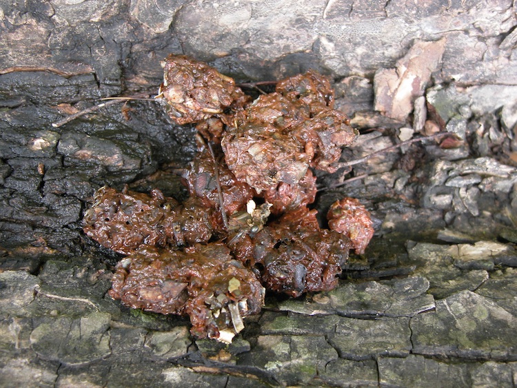River otter scat