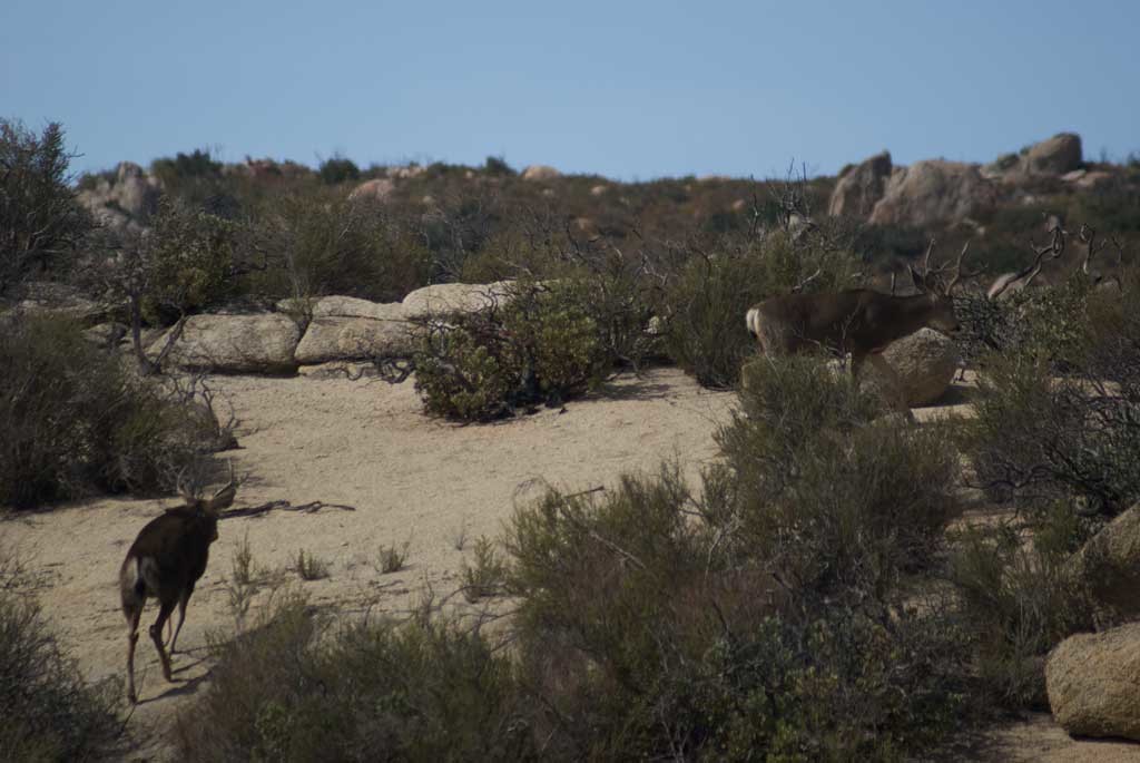 Two rutting bucks cruise the hills looking for receptive does in the Cuyamaca Mountains.