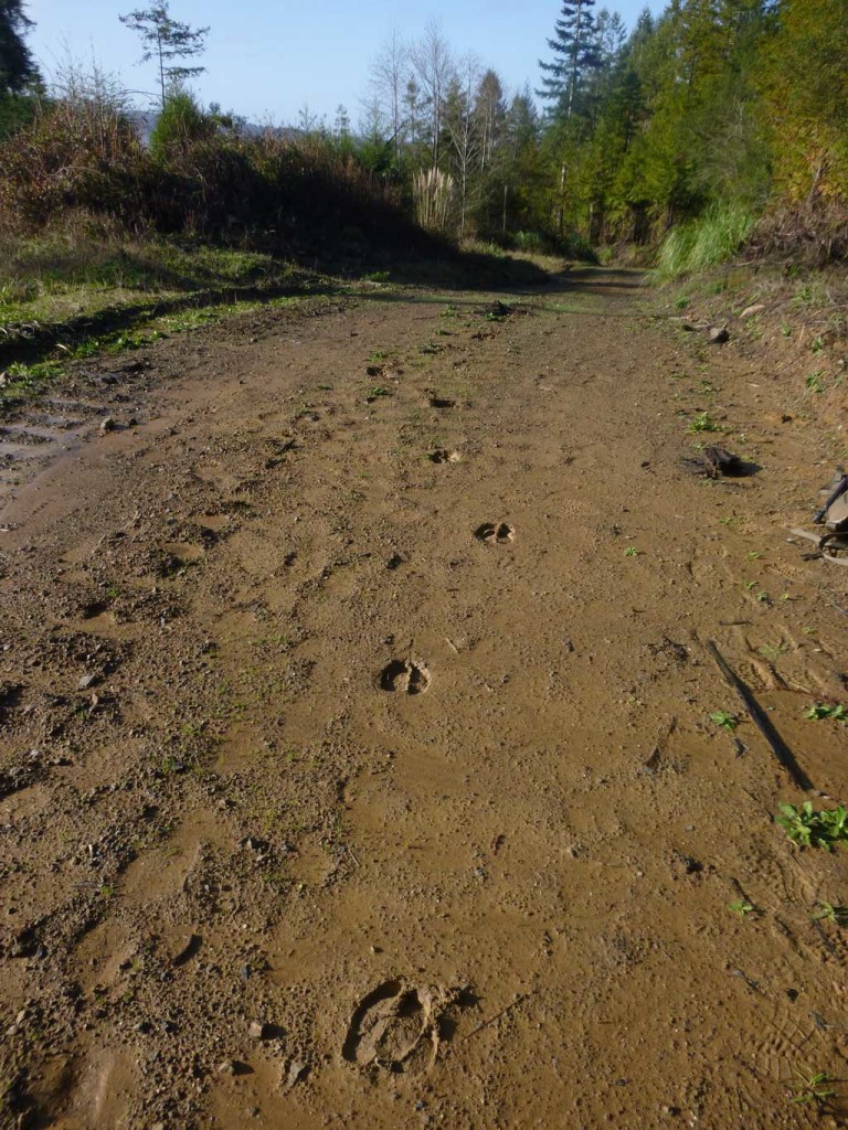 Every trail starts at the beginning: a track. Cut for sign until you find the right trail. These fresh, bull elk tracks begged to be followed.