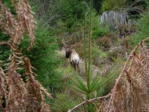 The end of the trail: a bull elk standing in his tracks.