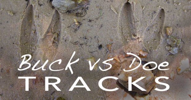 How to Tell Buck from Doe Tracks
