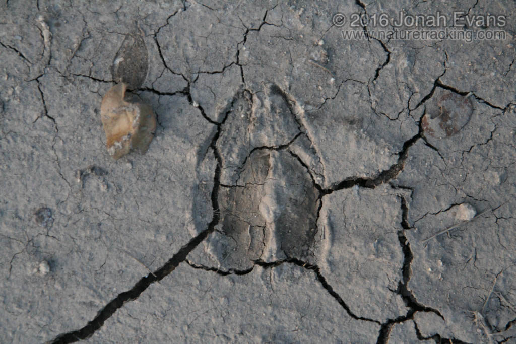 A larger front track (above) of a white-tailed deer is stepped on by a smaller hind track.