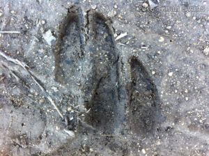 White-tailed deer front (below) and hind tracks.