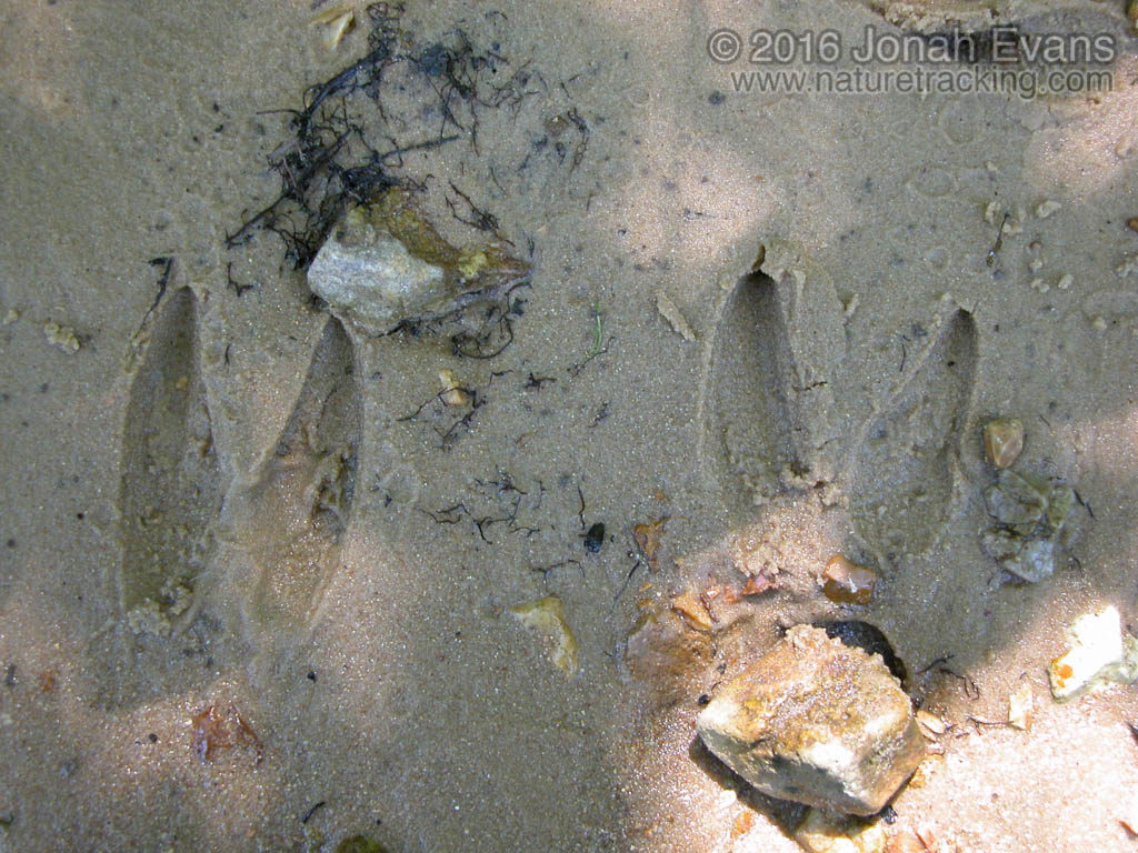 Splayed tracks of a galloping white-tailed deer.