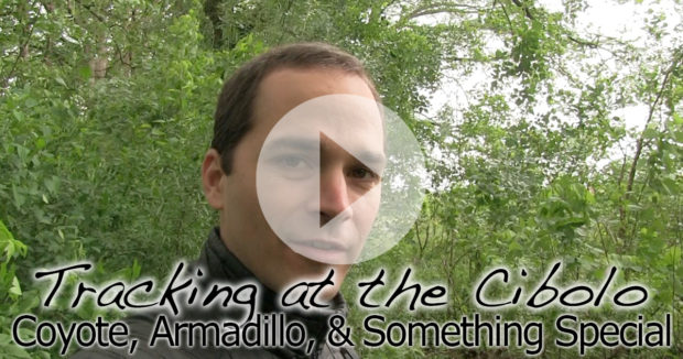 Tracking at the Cibolo Nature Center in Under 5 Minutes